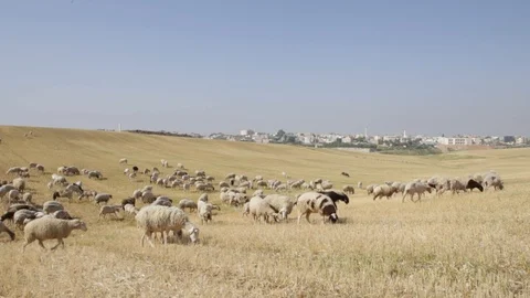 Sheep Near Rahat Stock Footage 102178706