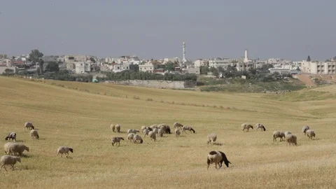 Sheep Near Rahat Stock Footage 102178719