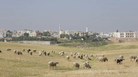 Sheep Near Rahat Stock Footage 102178727
