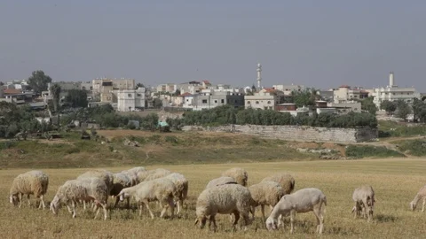 Sheep Near Rahat Stock Footage 102178738
