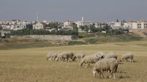Sheep Near Rahat Stock Footage 102178749