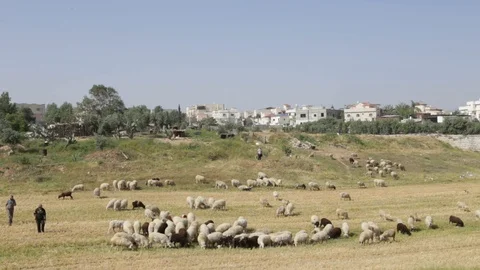 Sheep Near Rahat 스톡 동영상 102178761