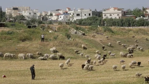 Sheep Near Rahat Stock Footage 102178773