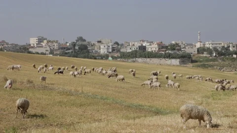 Sheep Near Rahat 스톡 동영상 102178786