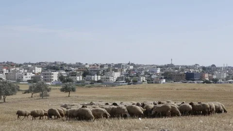 Sheep Near Rahat Stock Footage 102178798