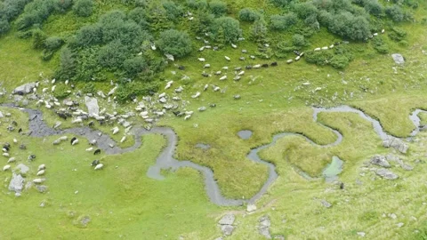 Sheep near a winding stream Stock Footage 170767985