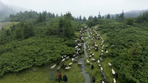 Sheep near a winding stream Stock Footage 170768883