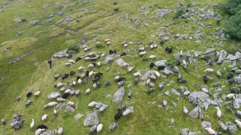 Sheep near a winding stream Stock Footage 170771256