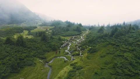 Sheep near a winding stream Stock Footage 170771750