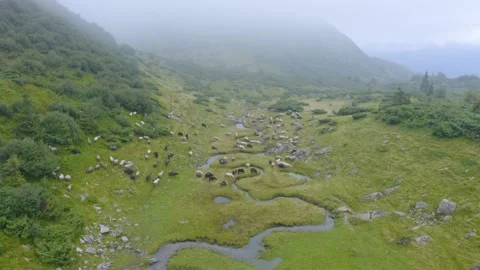 Sheep near a winding stream Stock Footage 170771879