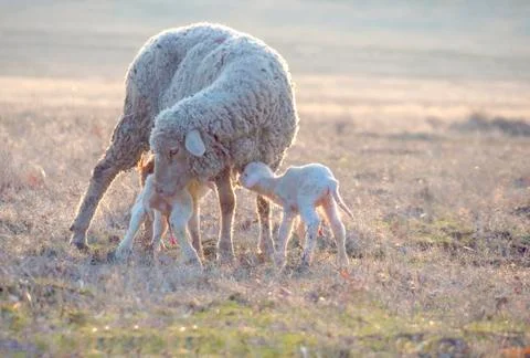 Sheep  with new born lambs drinking milk from their mother. Stock Photos