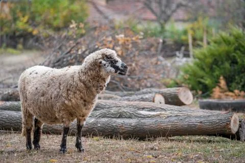 Sheep next to cut trees Stock Photos