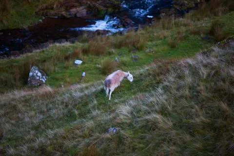 Sheep next the river cliff side  Stock Photos