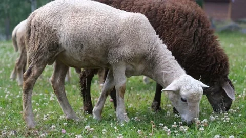 Sheep nibble green grass on the paddock Video stock 196262465