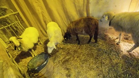 Sheep in the night light Vidéo 297588470