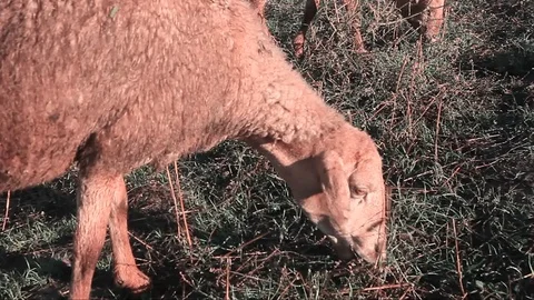 Sheep nips grass, retro record Stock Footage 124621417