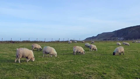 Sheep in Northern Ireland Stock Footage