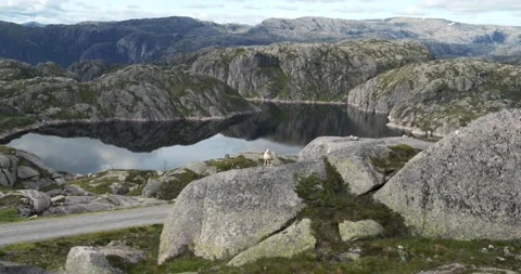 Sheep in norwegian highlands Stock Footage 177518564