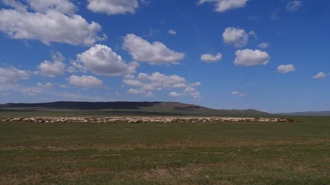 Sheep on the open Steppes Stock Footage 88519526