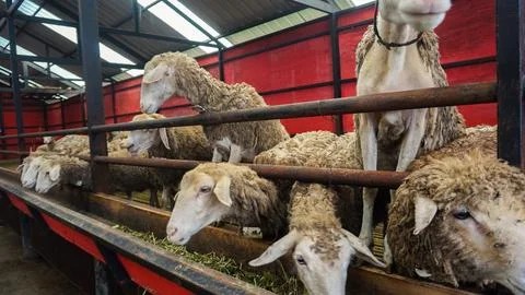 Sheep or Domba in the animal pen in preparation for sacrifice on Eid al-Adha Stock Photos