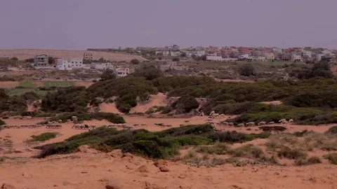 Sheep in Oualidia, Morocco Video stock 76846535