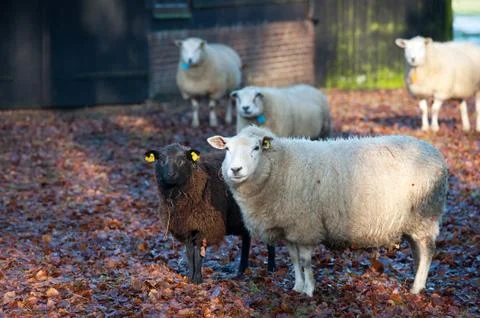 Sheep outdoor Fotos Stock
