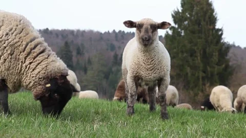 Sheep outside in field grazing Stock Footage 245101834
