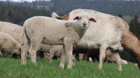 Sheep outside on meadow eat grass Stock Footage 147996567