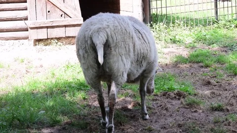 The sheep Ovis aries is a quadrupedal, ruminant mammal typically kept as Stock Footage