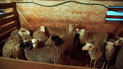 Sheep in a paddock on a farm Stock Footage 168992161