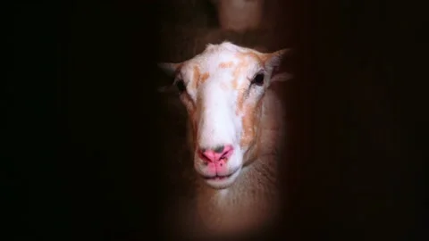 Sheep in a paddock in a farm Stock-Footage 224507736