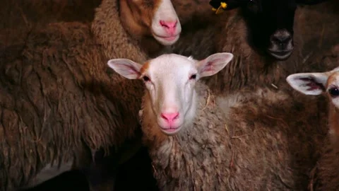 Sheep in a paddock in a farm Stock Footage 224507788