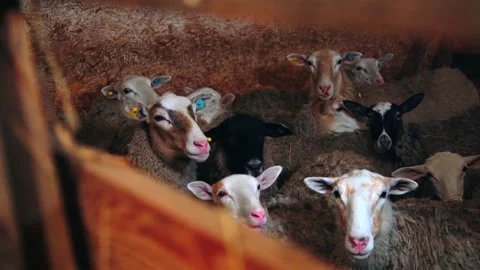 Sheep in a paddock in a farm Stock Footage 224521967