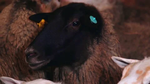 Sheep in a paddock in a farm Stock Footage 224522054