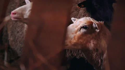 Sheep in a paddock in a farm Stock Footage 224522161