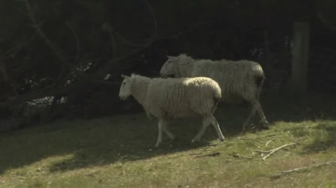 Sheep in a paddock. Stock Footage 8510627