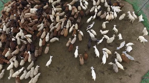 Sheep in the paddock. Stock Footage 68452465