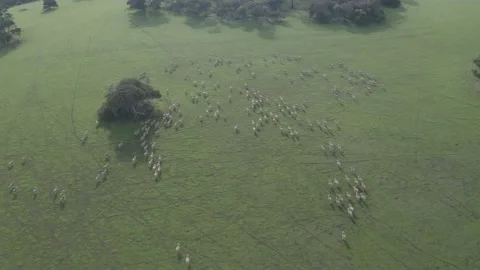 Sheep in a paddock Video stock 164597364