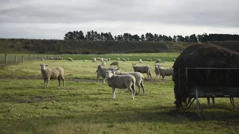 Sheep in paddock Stock Footage 243418583