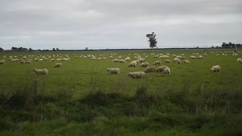 Sheep in paddock Stock Footage 243418584