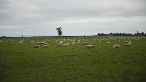 Sheep in paddock Stock Footage 243418585