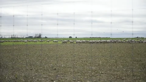 Sheep in paddock Stock Footage 243418592