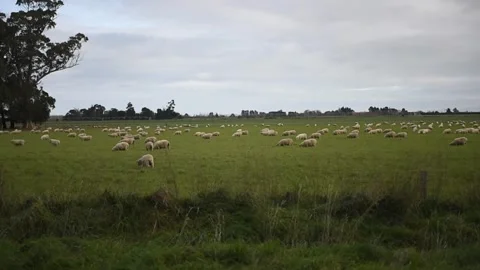 Sheep in paddock Stock Footage 243418593