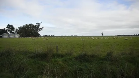 Sheep in paddock Stock Footage 243418623