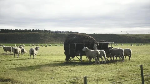 Sheep in paddock Stock Footage 243418625