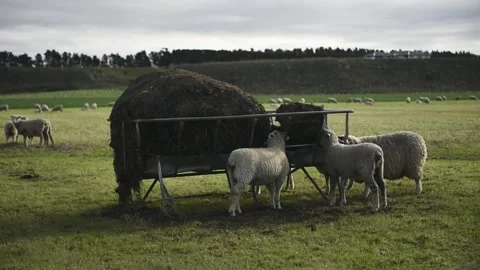 Sheep in paddock Stock Footage 243418627