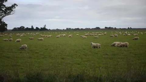 Sheep in paddock Stock Footage 243418629