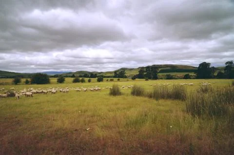 Sheep in paddock Stock Photos