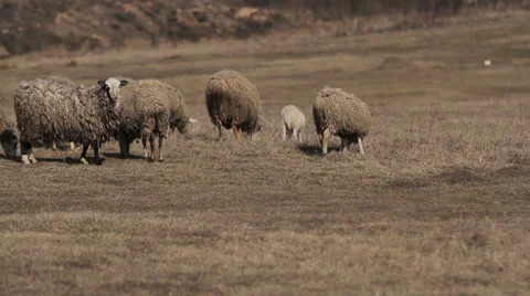 Sheep in paddock.flock of sheep munching grass Video stock 48295964