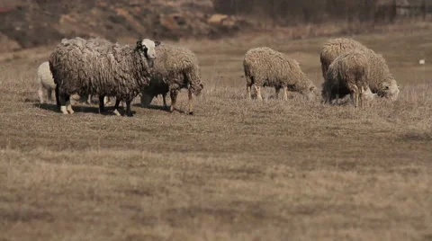 Sheep in paddock.munching grass Video stock 48295986